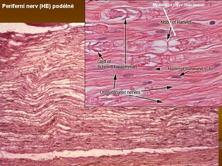 Periferní nerv (HE) podélně Myelinated nerve fiber (axon) 