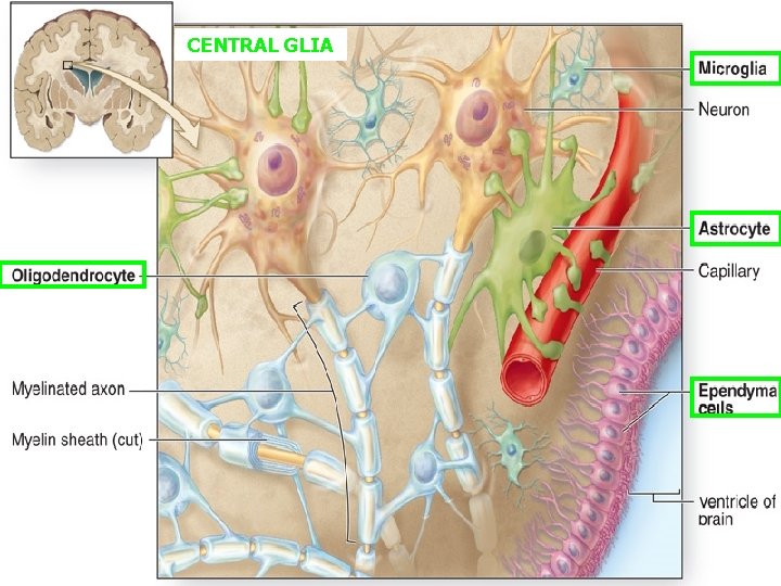 CENTRAL GLIA 