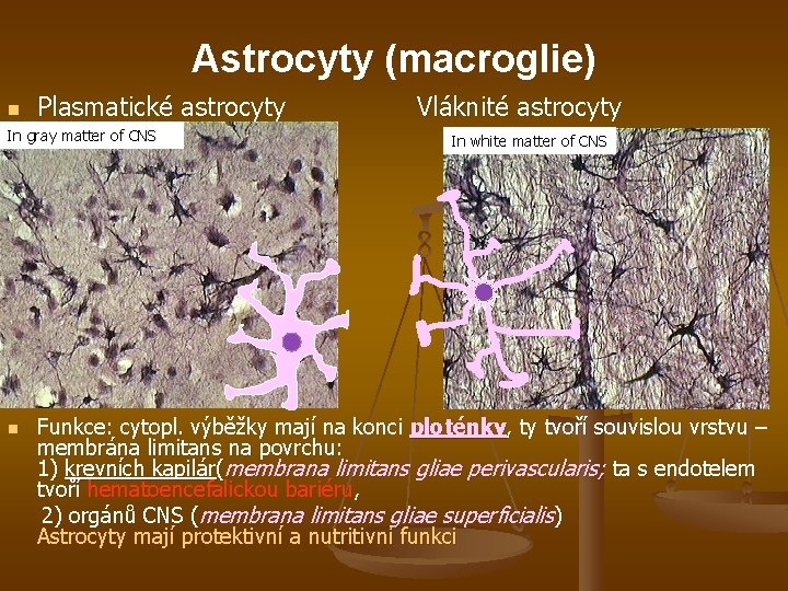 Astrocyty (macroglie) n Plasmatické astrocyty Vláknité astrocyty In gray matter of CNS n In