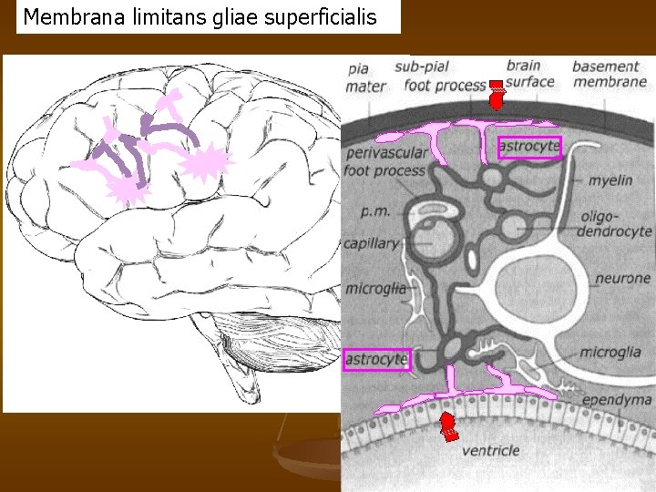 Membrana limitans gliae superficialis 