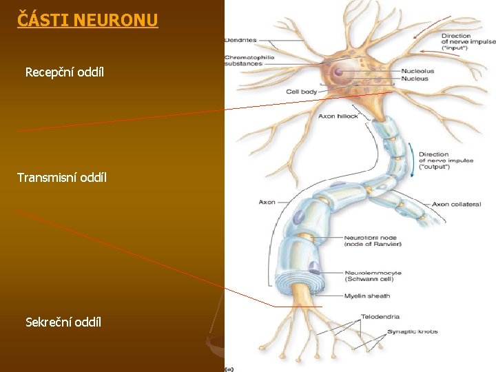 ČÁSTI NEURONU Recepční oddíl Transmisní oddíl Sekreční oddíl 