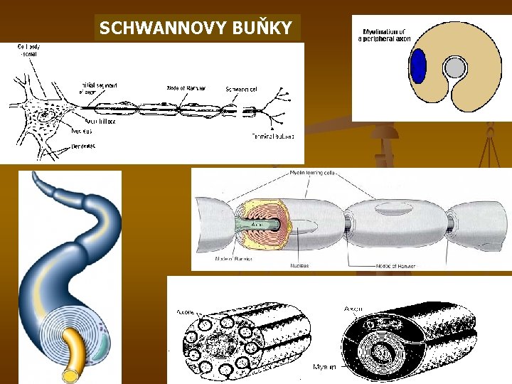 SCHWANNOVY BUŇKY 