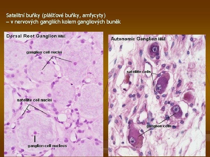 Satelitní buňky (plášťové buňky, amfycyty) – v nervových gangliích kolem gangliových buněk 