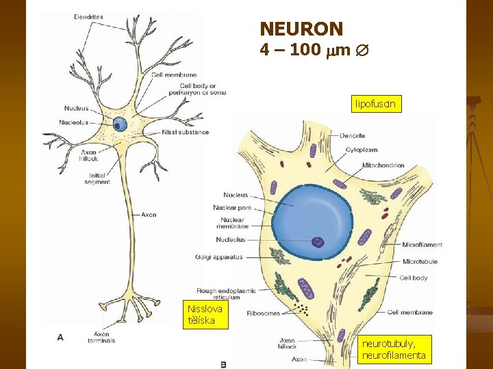 NEURON 4 – 100 m lipofuscin Nisslova tělíska neurotubuly, neurofilamenta 