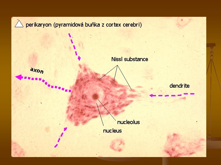  perikaryon (pyramidová buňka z cortex cerebri) Nissl substance axon dendrite nucleolus nucleus 