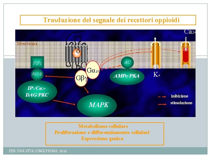 Trasduzione del segnale dei recettori oppioidi Ca 2+ Membrana O AC PIP 2 Gα