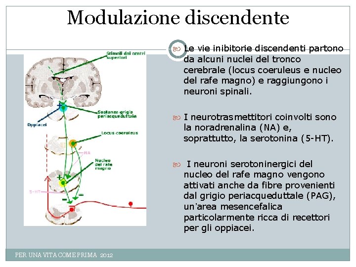 Modulazione discendente Le vie inibitorie discendenti partono da alcuni nuclei del tronco cerebrale (locus