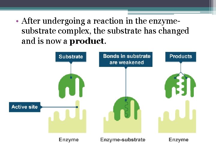  • After undergoing a reaction in the enzymesubstrate complex, the substrate has changed