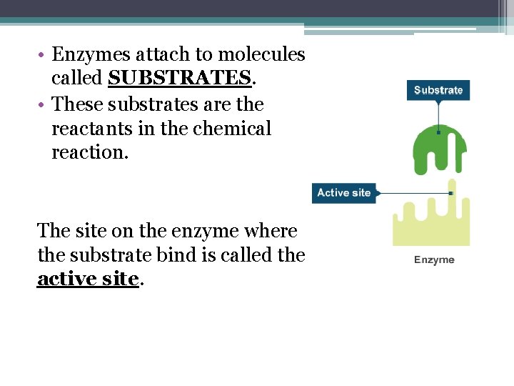  • Enzymes attach to molecules called SUBSTRATES. • These substrates are the reactants