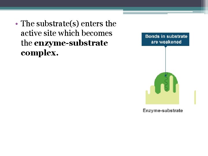  • The substrate(s) enters the active site which becomes the enzyme-substrate complex. 