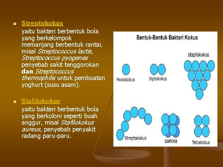 n Streptokokus yaitu bakteri berbentuk bola yang berkelompok memanjang berbentuk rantai, misal Streptococcus lactis,