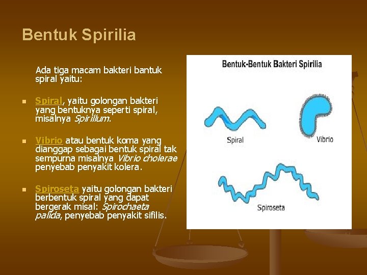 Bentuk Spirilia Ada tiga macam bakteri bantuk spiral yaitu: n n n Spiral, yaitu