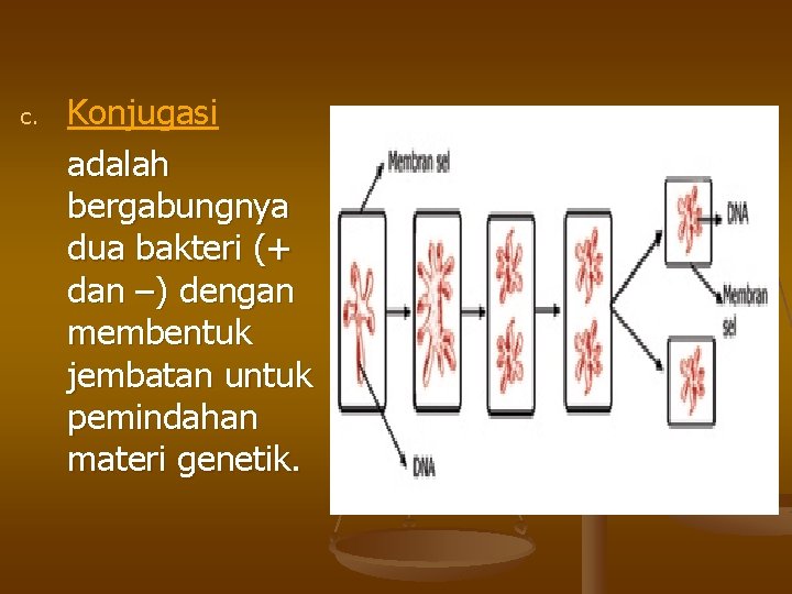 c. Konjugasi adalah bergabungnya dua bakteri (+ dan –) dengan membentuk jembatan untuk pemindahan