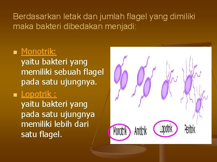 Berdasarkan letak dan jumlah flagel yang dimiliki maka bakteri dibedakan menjadi: n n Monotrik: