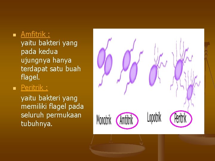 n n Amfitrik : yaitu bakteri yang pada kedua ujungnya hanya terdapat satu buah