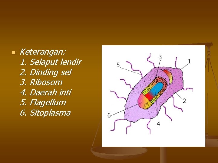 n Keterangan: 1. Selaput lendir 2. Dinding sel 3. Ribosom 4. Daerah inti 5.