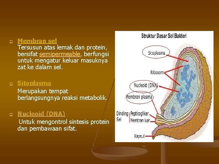 q q q Membran sel Tersusun atas lemak dan protein, bersifat semipermeable, berfungsi untuk