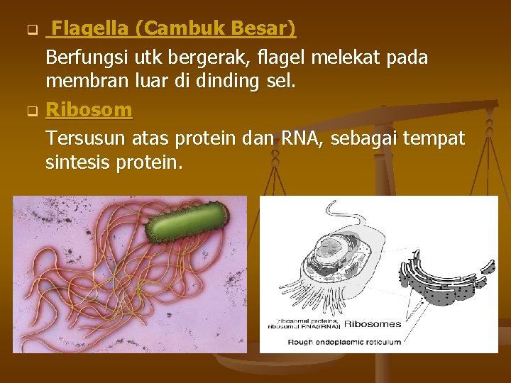 q q Flagella (Cambuk Besar) Berfungsi utk bergerak, flagel melekat pada membran luar di