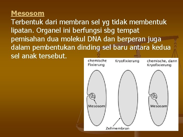 Mesosom Terbentuk dari membran sel yg tidak membentuk lipatan. Organel ini berfungsi sbg tempat