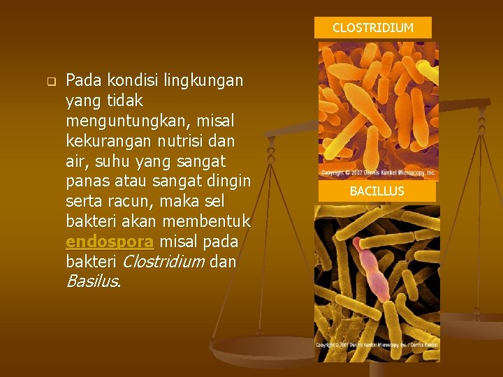 CLOSTRIDIUM q Pada kondisi lingkungan yang tidak menguntungkan, misal kekurangan nutrisi dan air, suhu