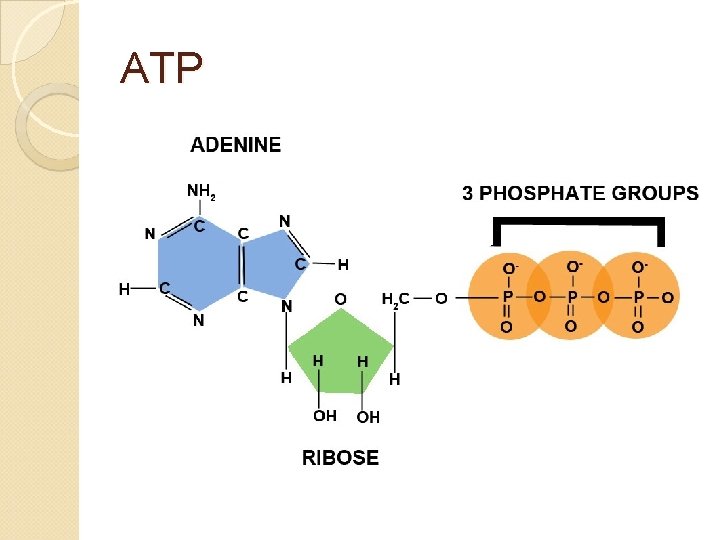 ATP 