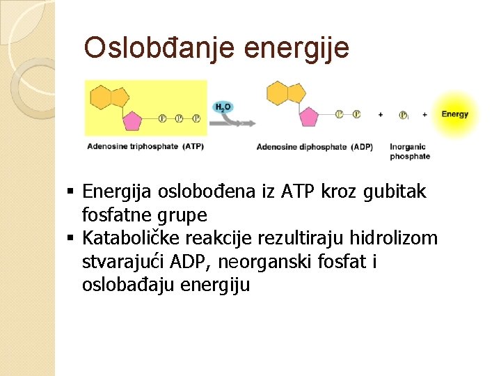 Oslobđanje energije § Energija oslobođena iz ATP kroz gubitak fosfatne grupe § Kataboličke reakcije