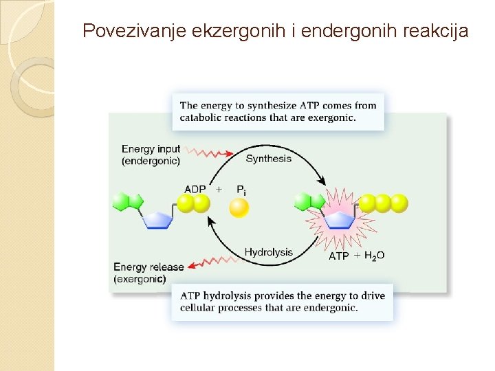 Povezivanje ekzergonih i endergonih reakcija 