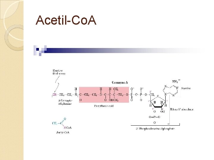 Acetil-Co. A 