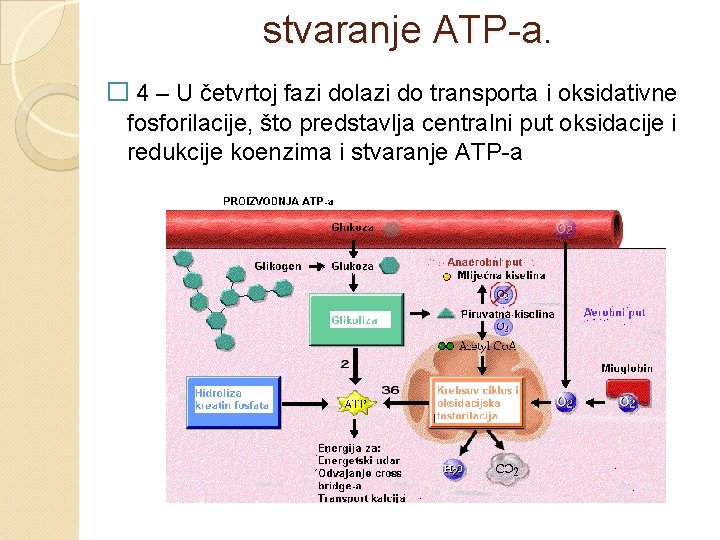 stvaranje ATP-a. � 4 – U četvrtoj fazi dolazi do transporta i oksidativne fosforilacije,