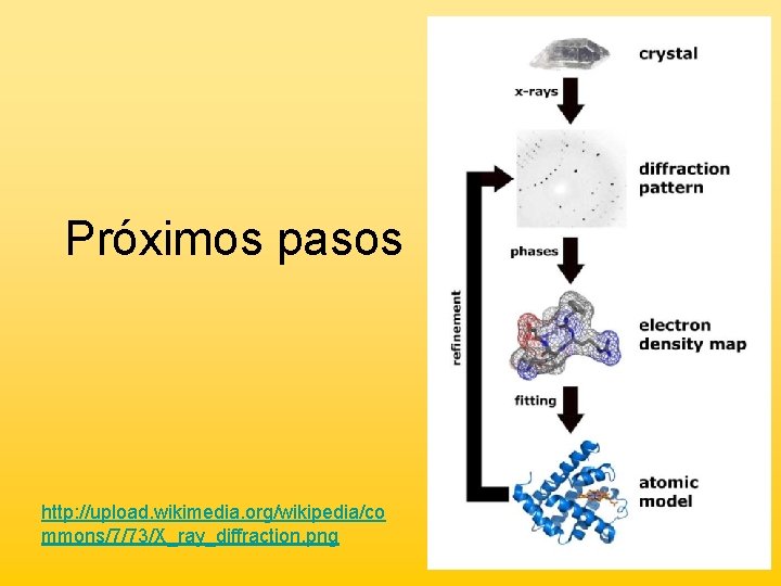 Próximos pasos http: //upload. wikimedia. org/wikipedia/co mmons/7/73/X_ray_diffraction. png 