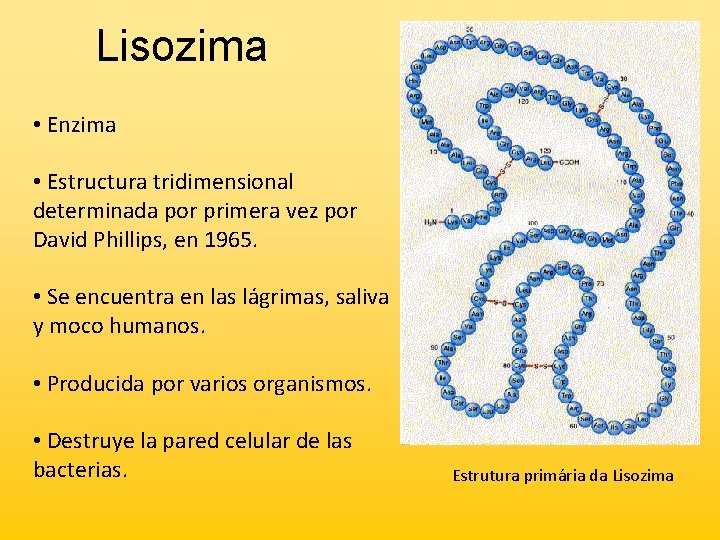 Lisozima • Enzima • Estructura tridimensional determinada por primera vez por David Phillips, en