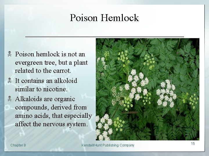 Poison Hemlock N Poison hemlock is not an evergreen tree, but a plant related