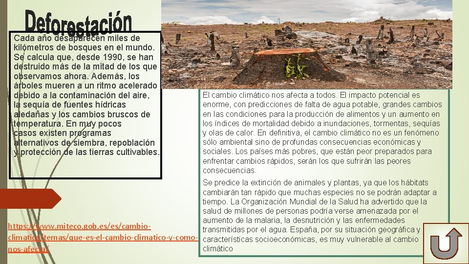 Cada año desaparecen miles de kilómetros de bosques en el mundo. Se calcula que,