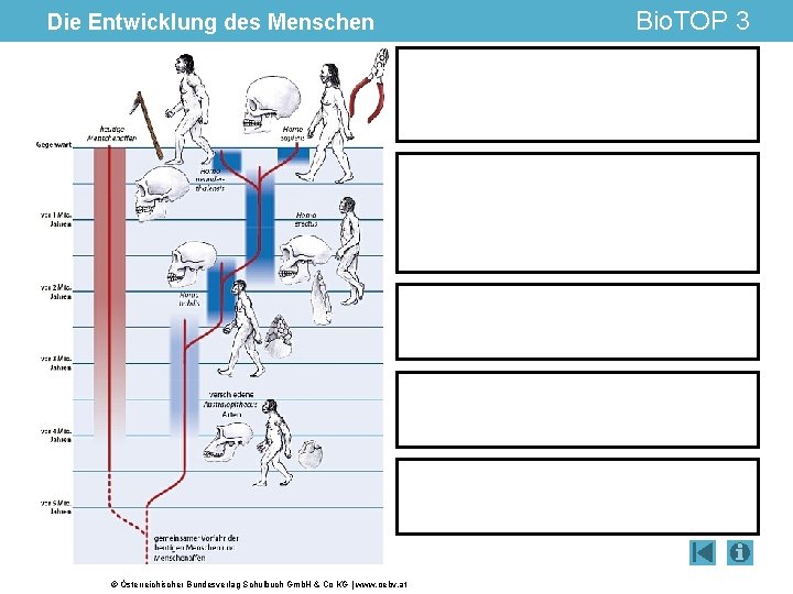 Die Entwicklung des Menschen © Österreichischer Bundesverlag Schulbuch Gmb. H & Co KG |