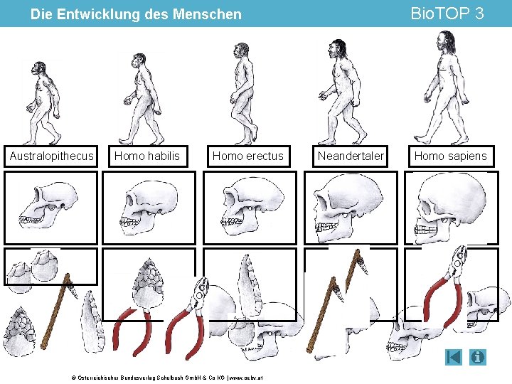 Bio. TOP 3 Die Entwicklung des Menschen Australopithecus Homo habilis Homo erectus © Österreichischer