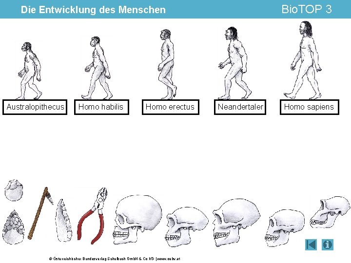 Bio. TOP 3 Die Entwicklung des Menschen Australopithecus Homo habilis Homo erectus © Österreichischer