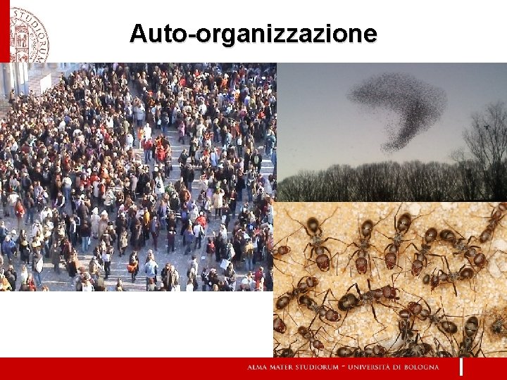 Auto-organizzazione 