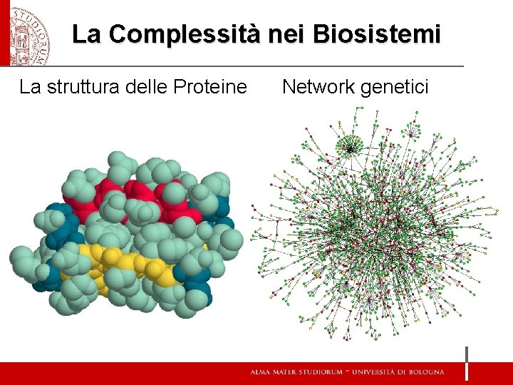 La Complessità nei Biosistemi La struttura delle Proteine Network genetici 