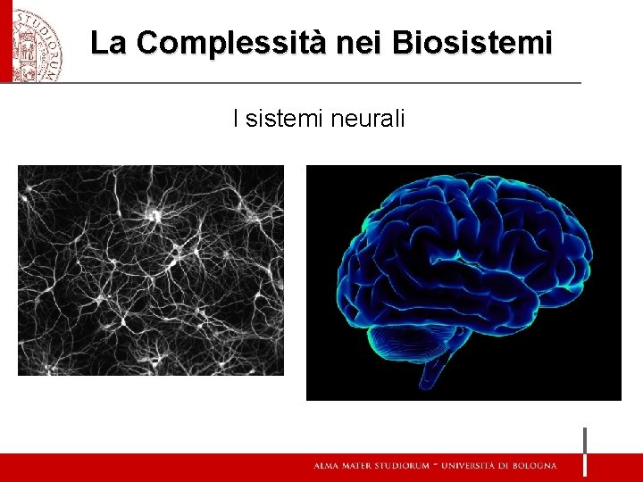 La Complessità nei Biosistemi I sistemi neurali 