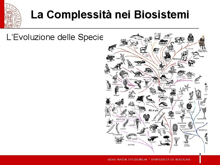 La Complessità nei Biosistemi L’Evoluzione delle Specie 