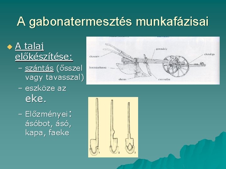 A gabonatermesztés munkafázisai u A talaj előkészítése: – szántás (ősszel vagy tavasszal) – eszköze