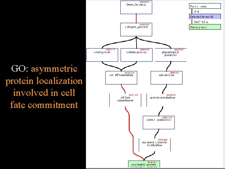 GO: asymmetric protein localization involved in cell fate commitment 