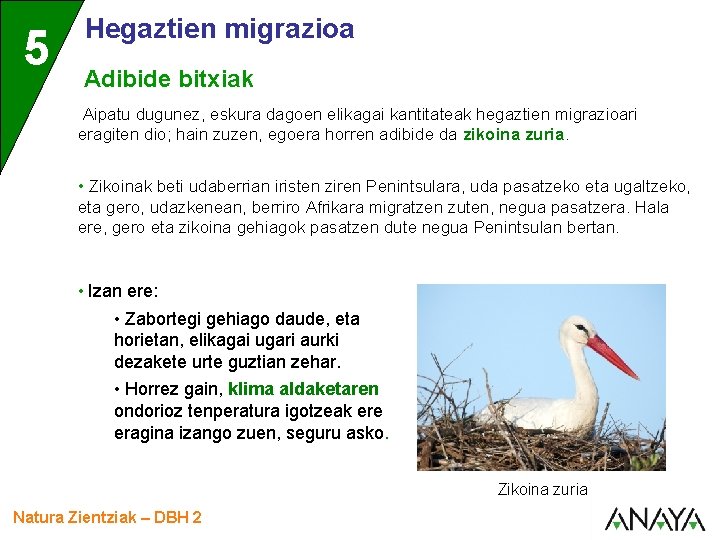 5 Hegaztien migrazioa Adibide bitxiak Aipatu dugunez, eskura dagoen elikagai kantitateak hegaztien migrazioari eragiten