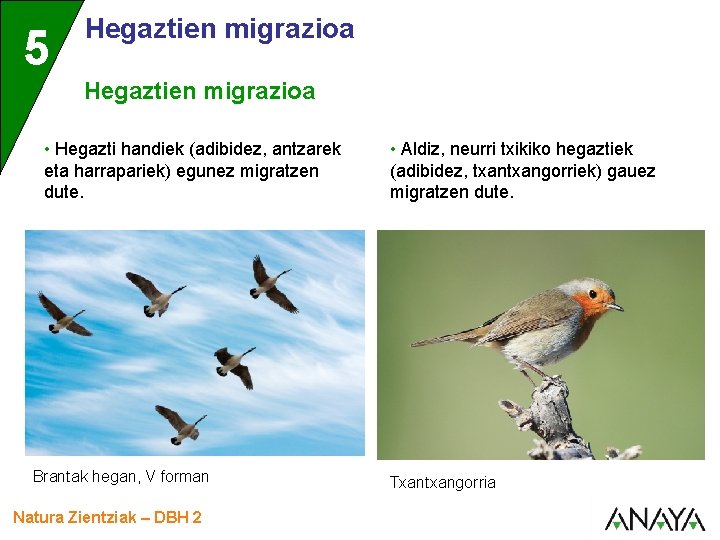 5 Hegaztien migrazioa • Hegazti handiek (adibidez, antzarek eta harrapariek) egunez migratzen dute. Brantak