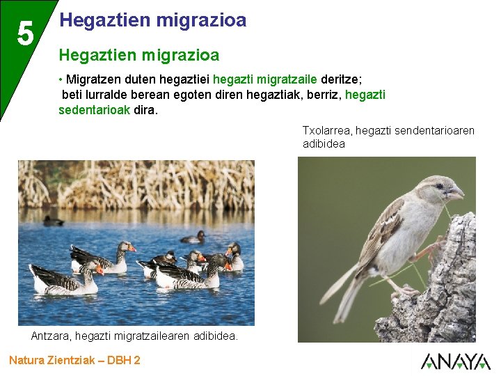 5 Hegaztien migrazioa • Migratzen duten hegaztiei hegazti migratzaile deritze; beti lurralde berean egoten