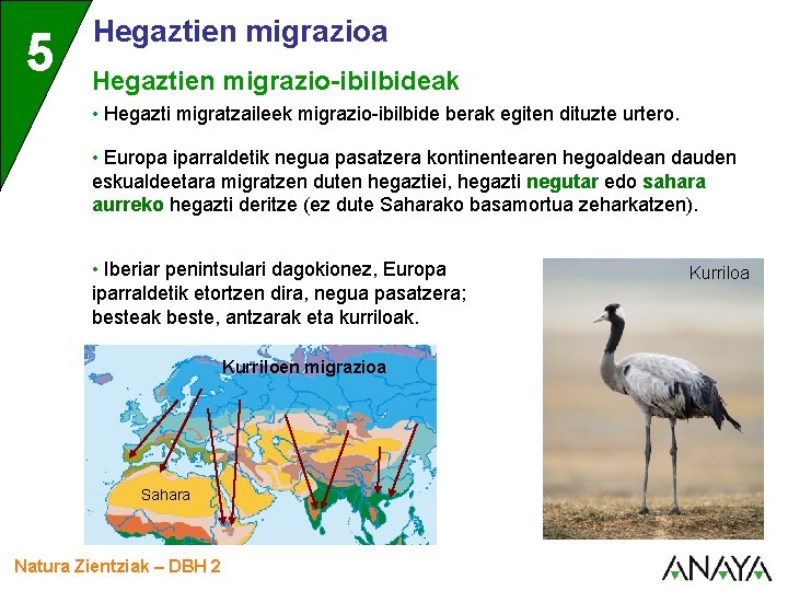 5 Hegaztien migrazioa Hegaztien migrazio-ibilbideak • Hegazti migratzaileek migrazio-ibilbide berak egiten dituzte urtero. •