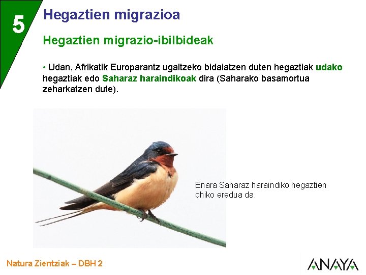 5 Hegaztien migrazioa Hegaztien migrazio-ibilbideak • Udan, Afrikatik Europarantz ugaltzeko bidaiatzen duten hegaztiak udako