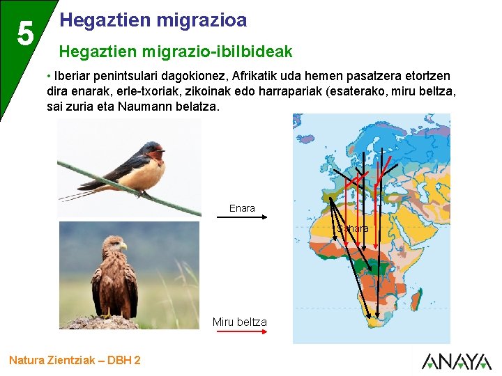 5 Hegaztien migrazioa Hegaztien migrazio-ibilbideak • Iberiar penintsulari dagokionez, Afrikatik uda hemen pasatzera etortzen