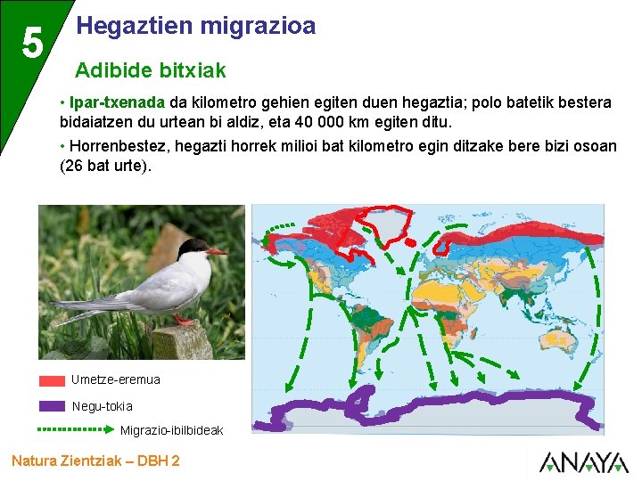 5 Hegaztien migrazioa Adibide bitxiak • Ipar-txenada da kilometro gehien egiten duen hegaztia; polo