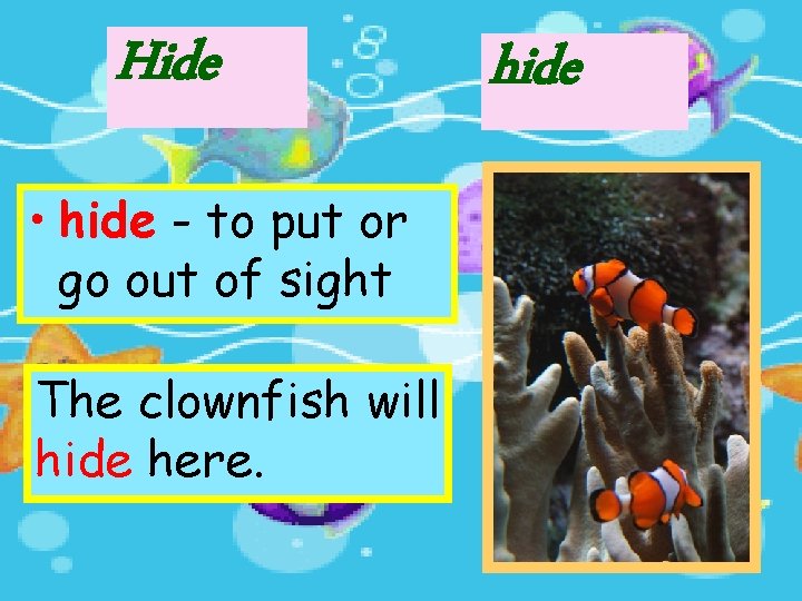 Hide • hide - to put or go out of sight The clownfish will